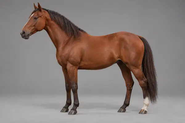 Caballo castaño de cuerpo entero de perfil, con crin oscura y proporciones naturales, renderizado 3D aislado