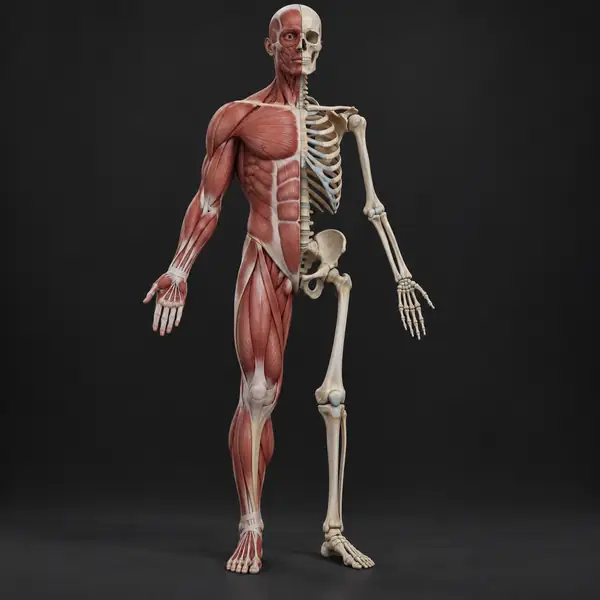 Modelo anatómico musculoesquelético humano de pie que muestra músculos y huesos